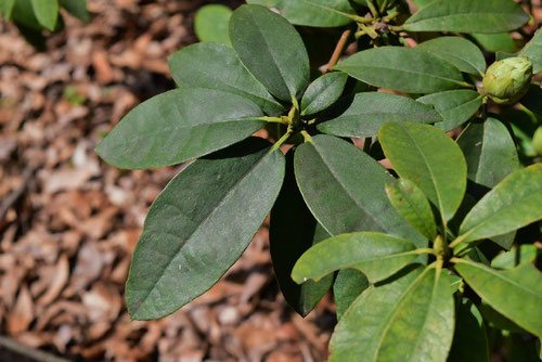 シャクナゲ 石楠花 庭木図鑑 植木ペディア