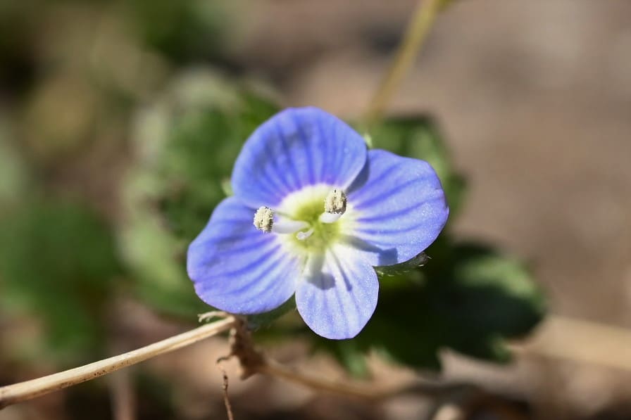 オオイヌノフグリ おおいぬのふぐり 庭木図鑑 植木ペディア オオイヌノフグリ おおいぬのふぐり 庭木図鑑 植木ペディア