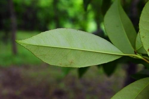 カナメモチ 庭木図鑑 植木ペディア