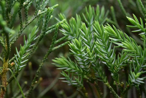 ハイビャクシンの葉っぱ,はいびゃくしん,植木