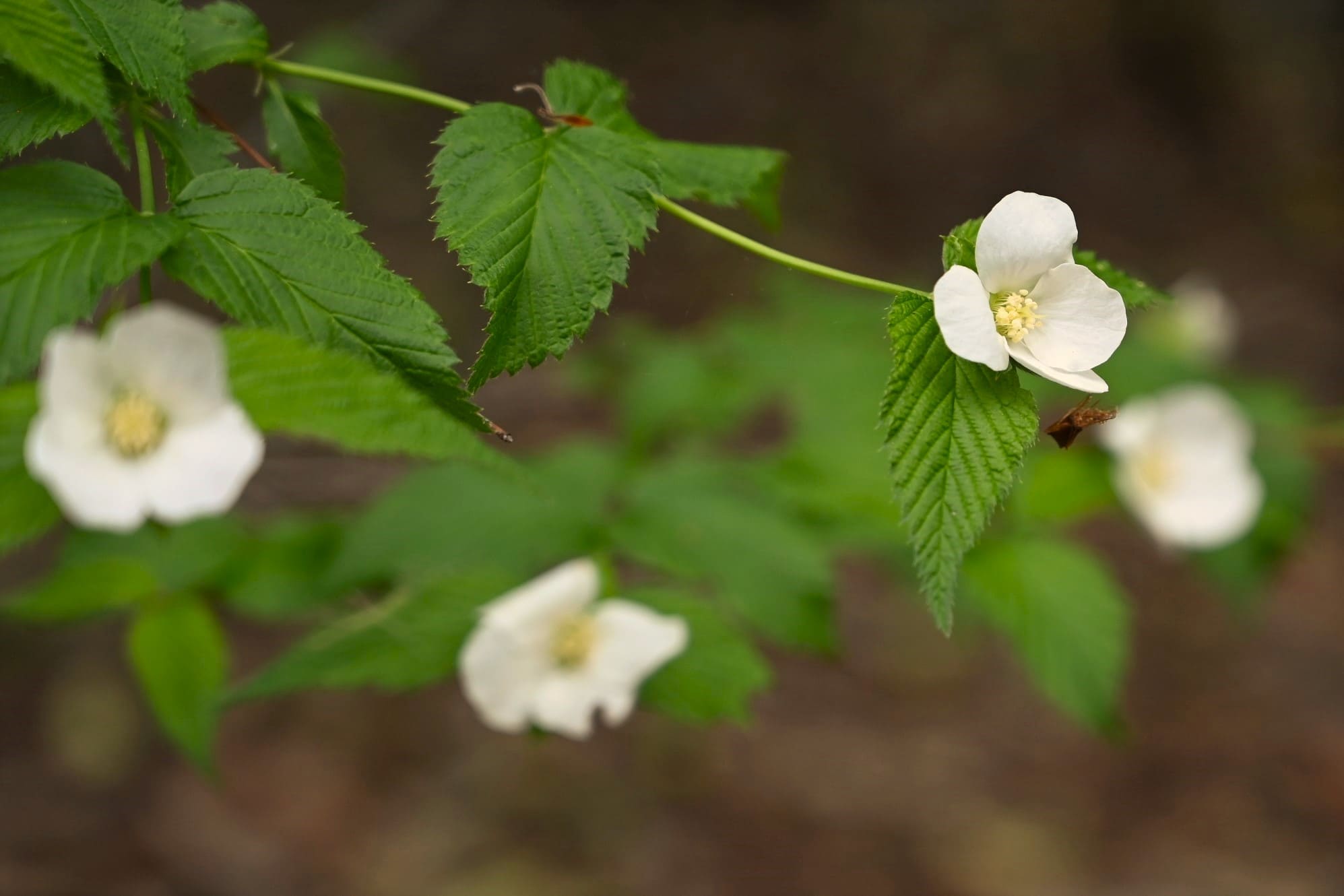 white flower tree Japan