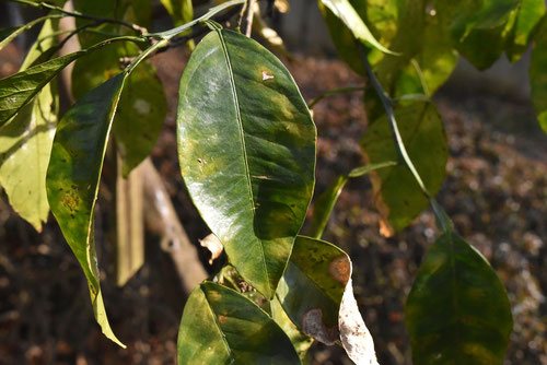 bitter orange,leaf