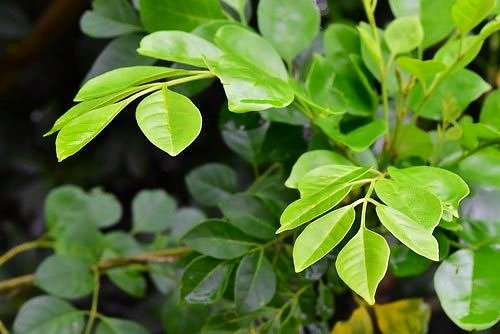 シマトネリコ - 庭木図鑑 植木ペディア