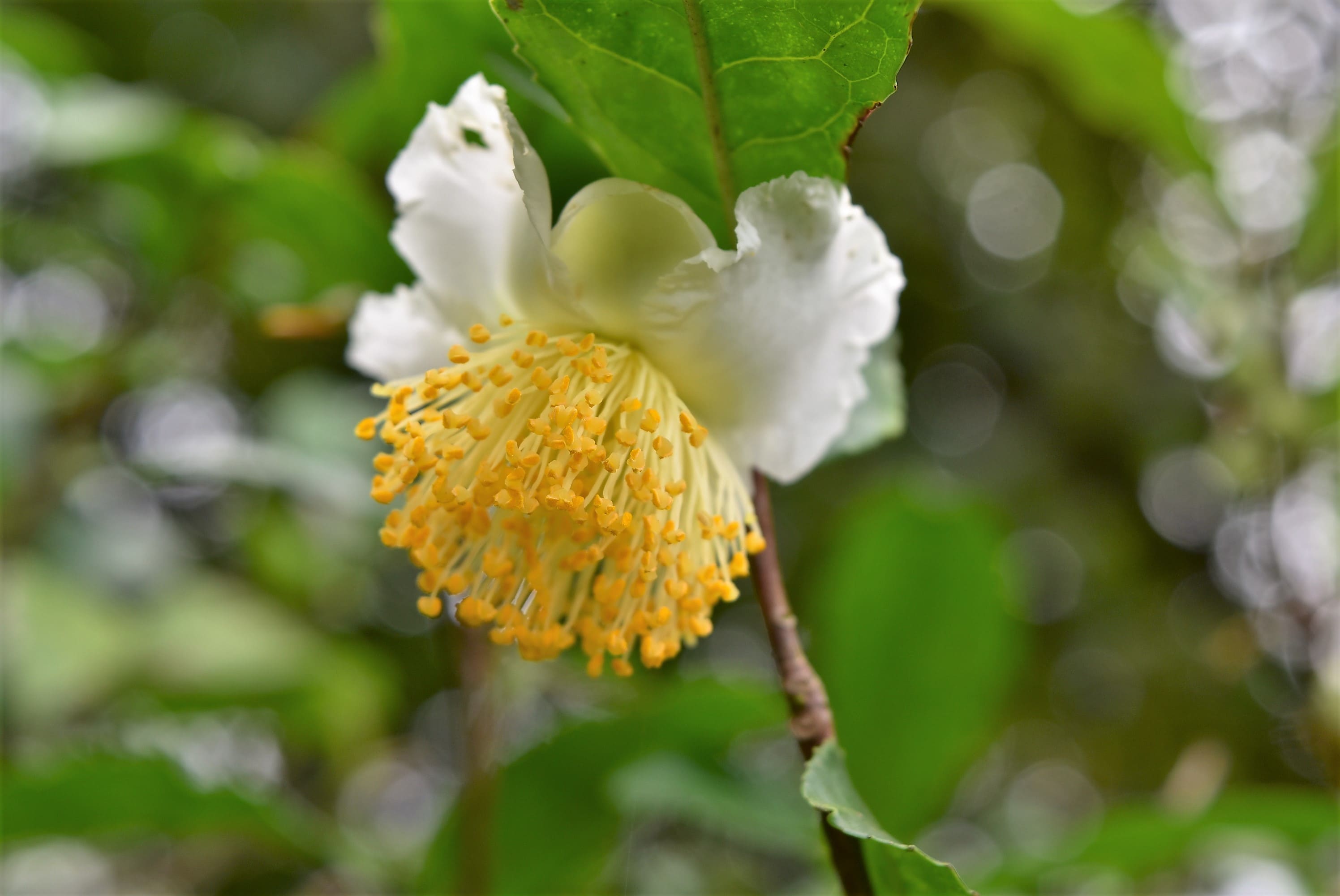 秋に白い花が咲く木