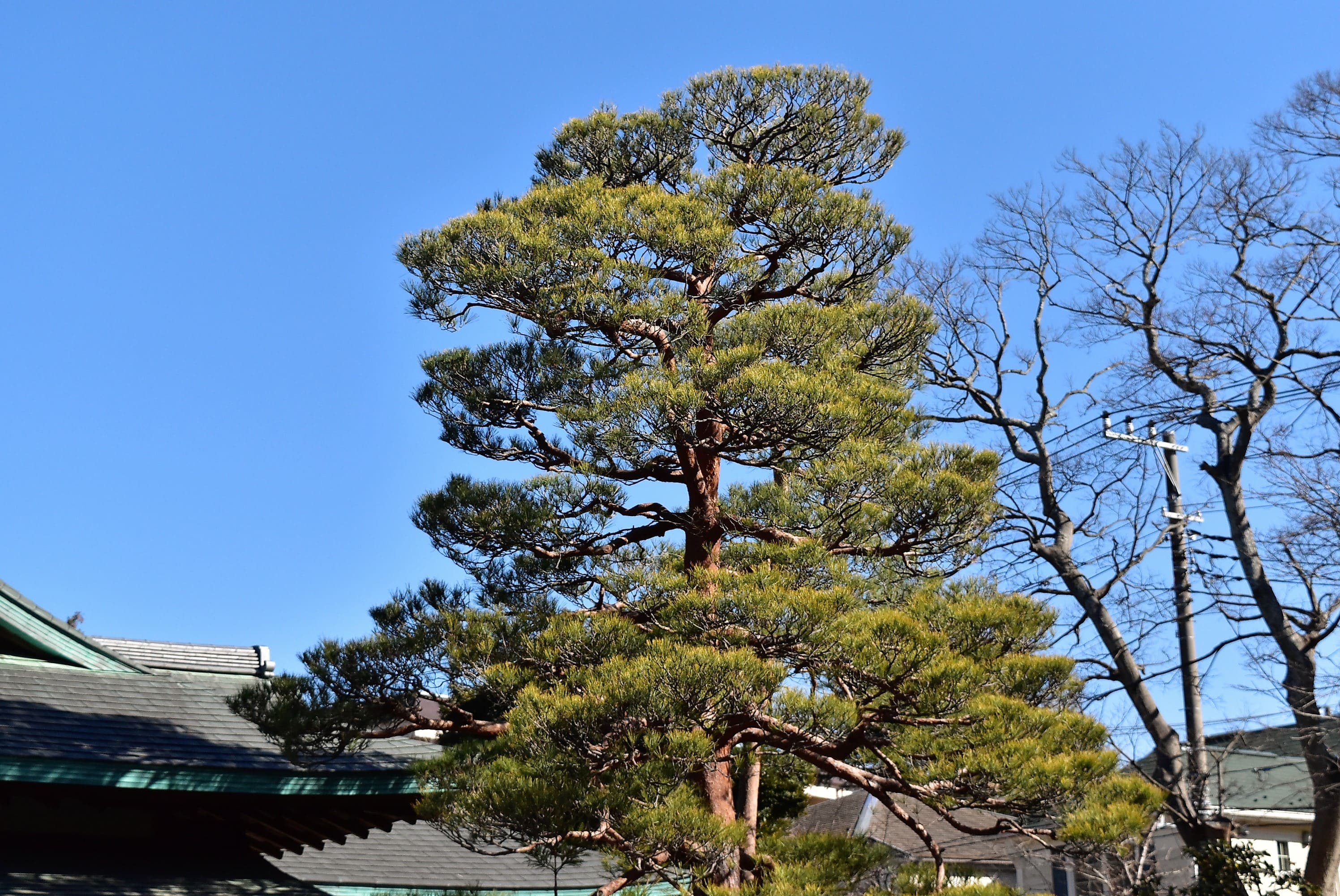 赤松 透かし剪定