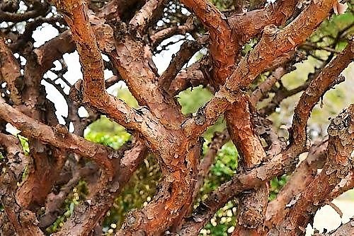 Japanese umbrella pine,small pinetree