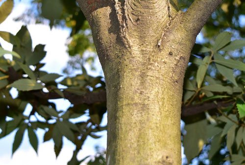 いちいがし,樹木図鑑,写真,イチイガシ