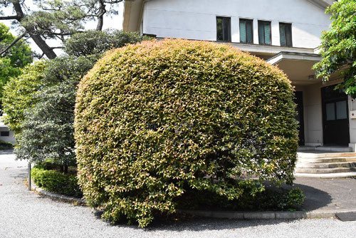 カナメモチの木,特徴,剪定,かなめもちとは