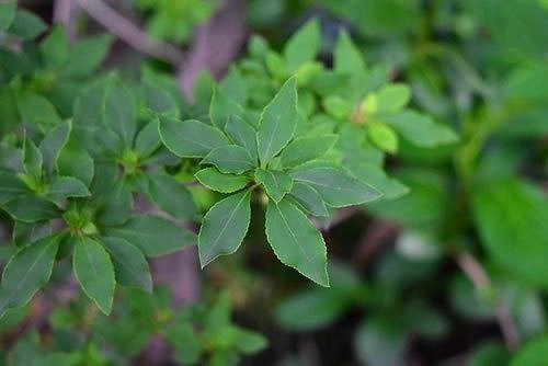 アブラツツジ(油躑躅) - 庭木図鑑 植木ペディア アブラツツジ(油躑躅) - 庭木図鑑 植木ペディア