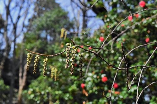 キブシ（木五倍子） - 庭木図鑑 植木ペディア