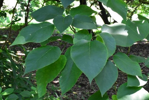 Paper mulberry,leaf,かじのき