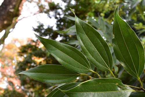 ニッケイ 肉桂 庭木図鑑 植木ペディア ニッケイ 肉桂 庭木図鑑 植木ペディア