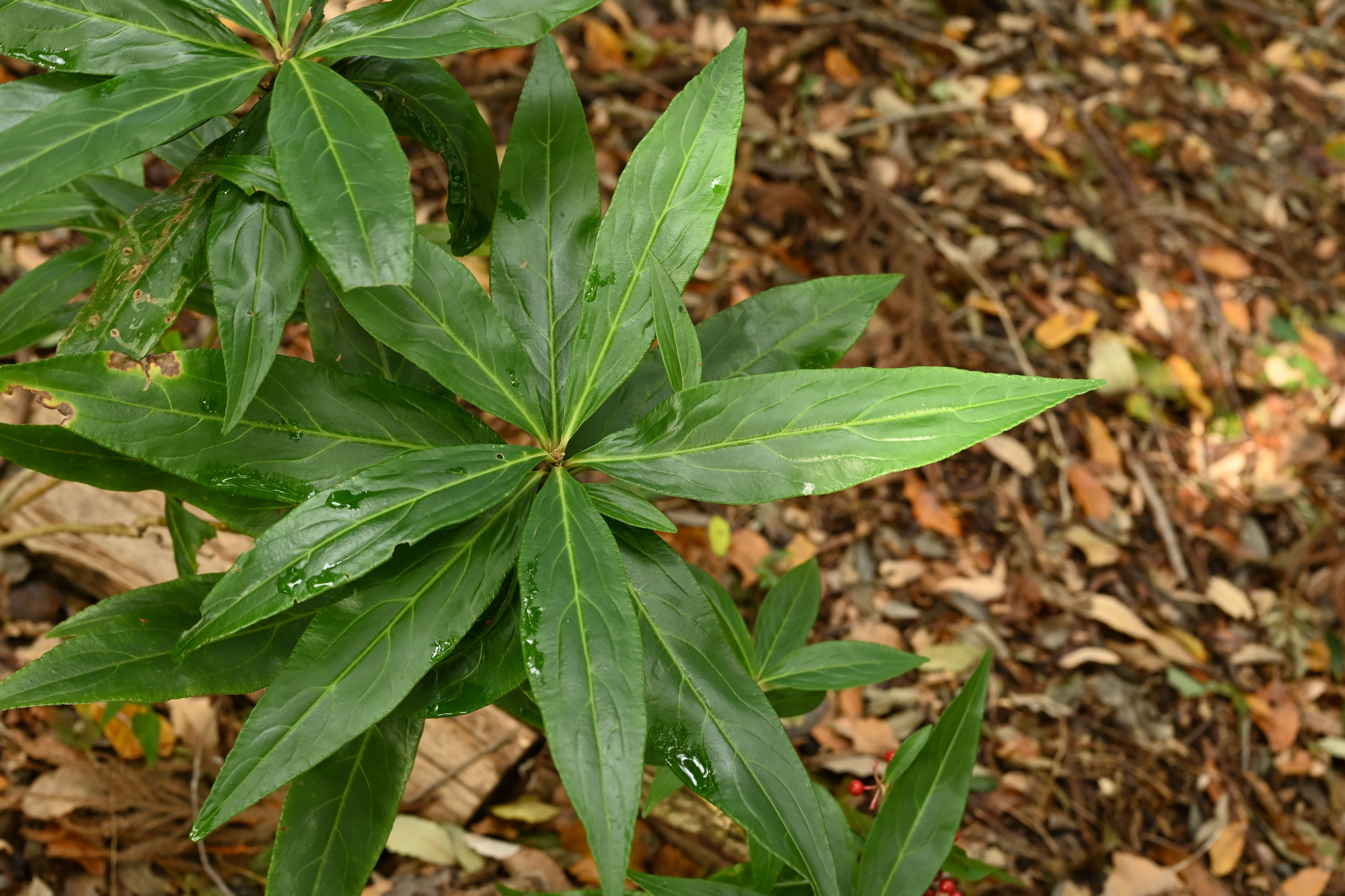 百両,植木,特徴
