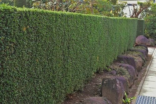 生垣 いぬつげ Japanese Holly