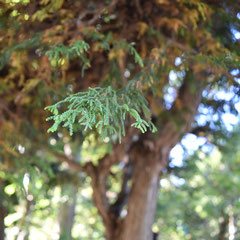 varity of Japanese cedar