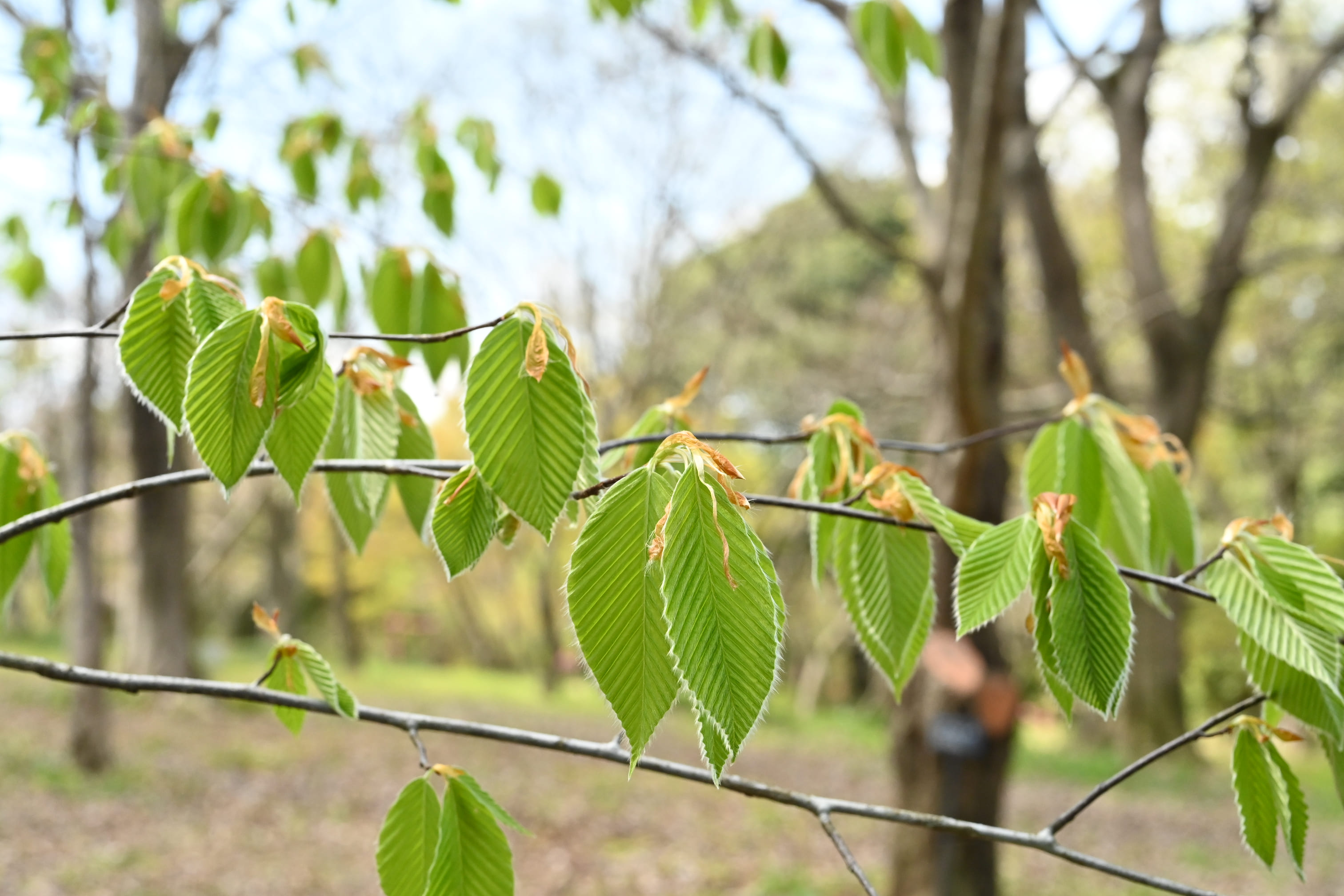 dog beech in Japan