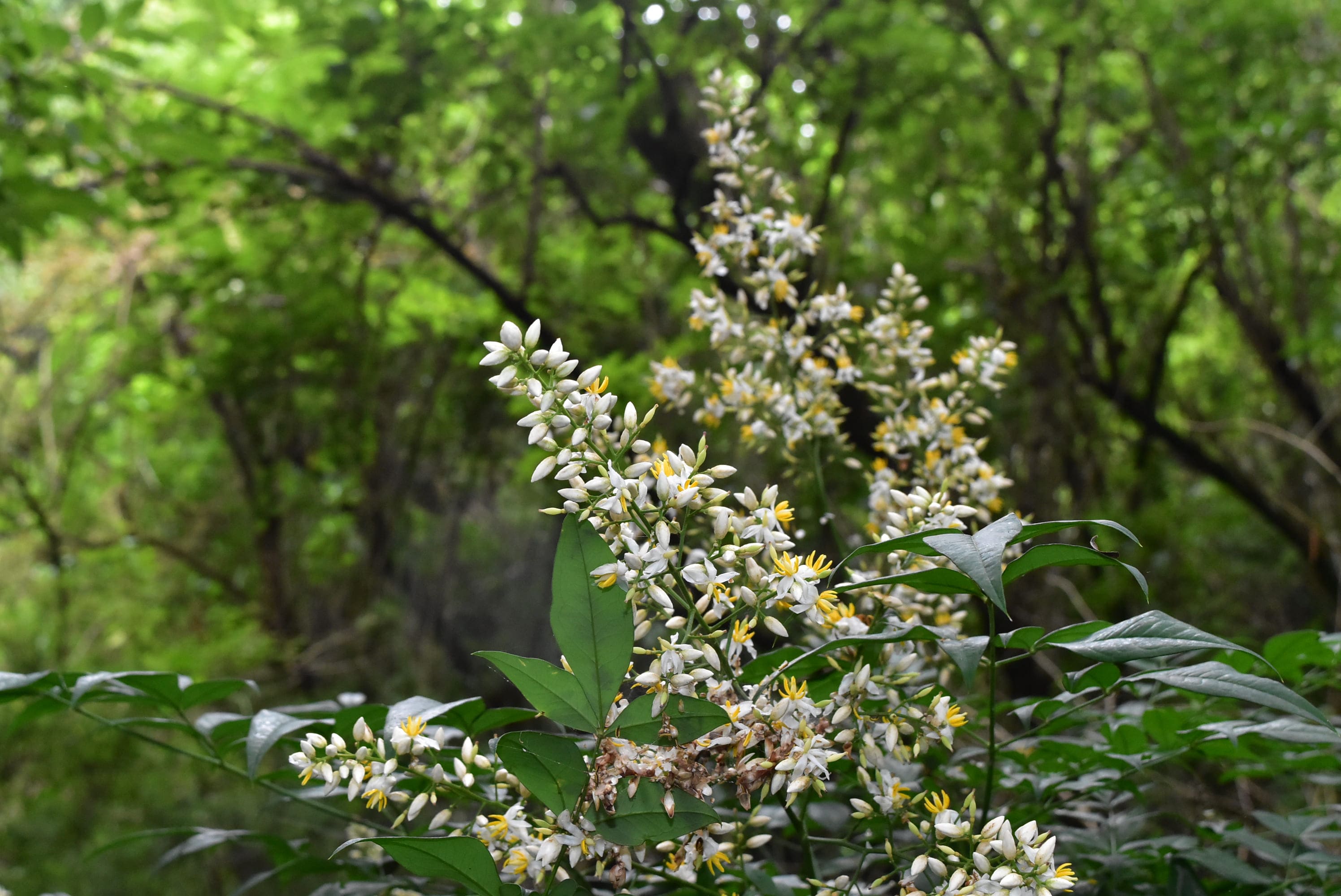 Nandina in Japan
