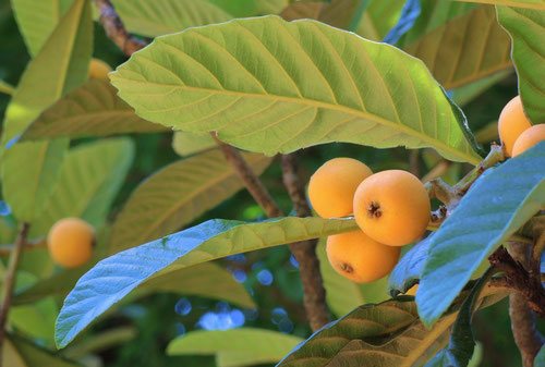 ビワ 枇杷 庭木図鑑 植木ペディア