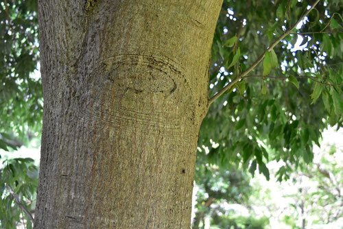 ウラジロガシ 裏白樫 庭木図鑑 植木ペディア ウラジロガシ 裏白樫 庭木図鑑 植木ペディア