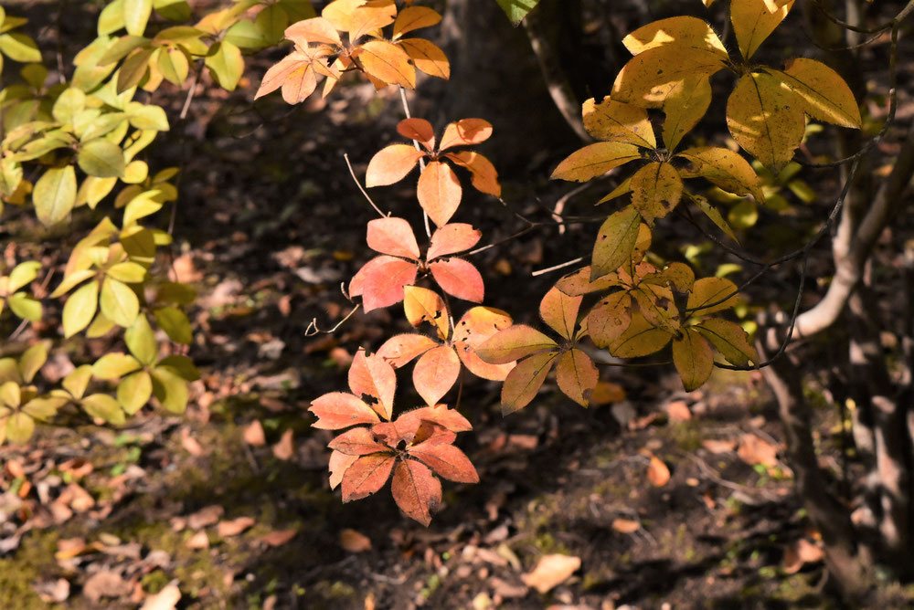 アカヤシオ 紅葉 画像