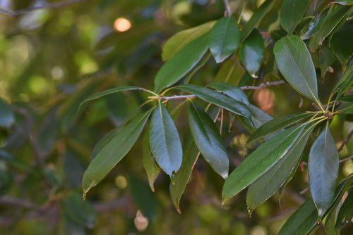 ツクバネガシ（衝羽根樫） - 庭木図鑑 植木ペディア