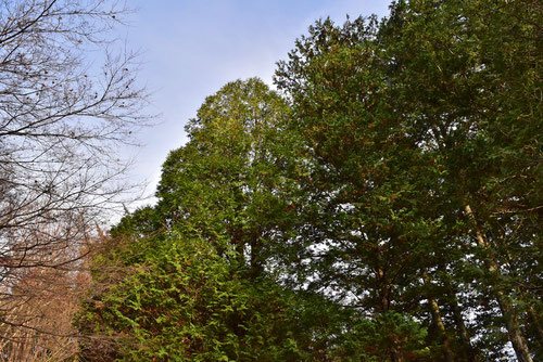ニオイヒバ 匂檜葉 庭木図鑑 植木ペディア ニオイヒバ 匂檜葉 庭木図鑑 植木ペディア