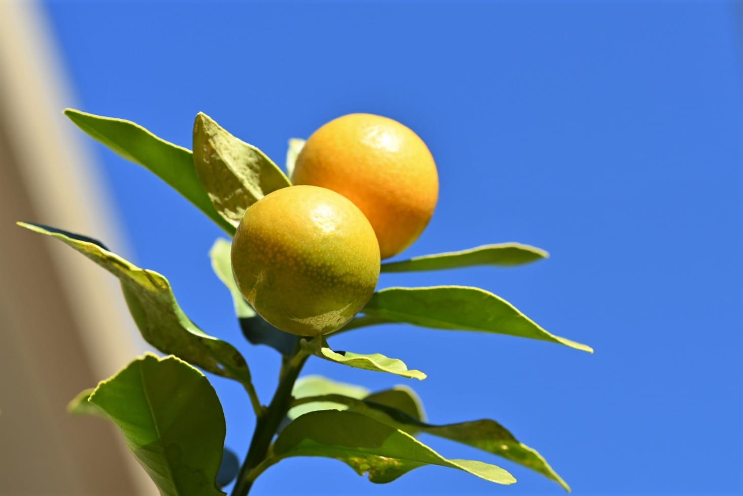 キンカン（金柑） - 庭木図鑑 植木ペディア