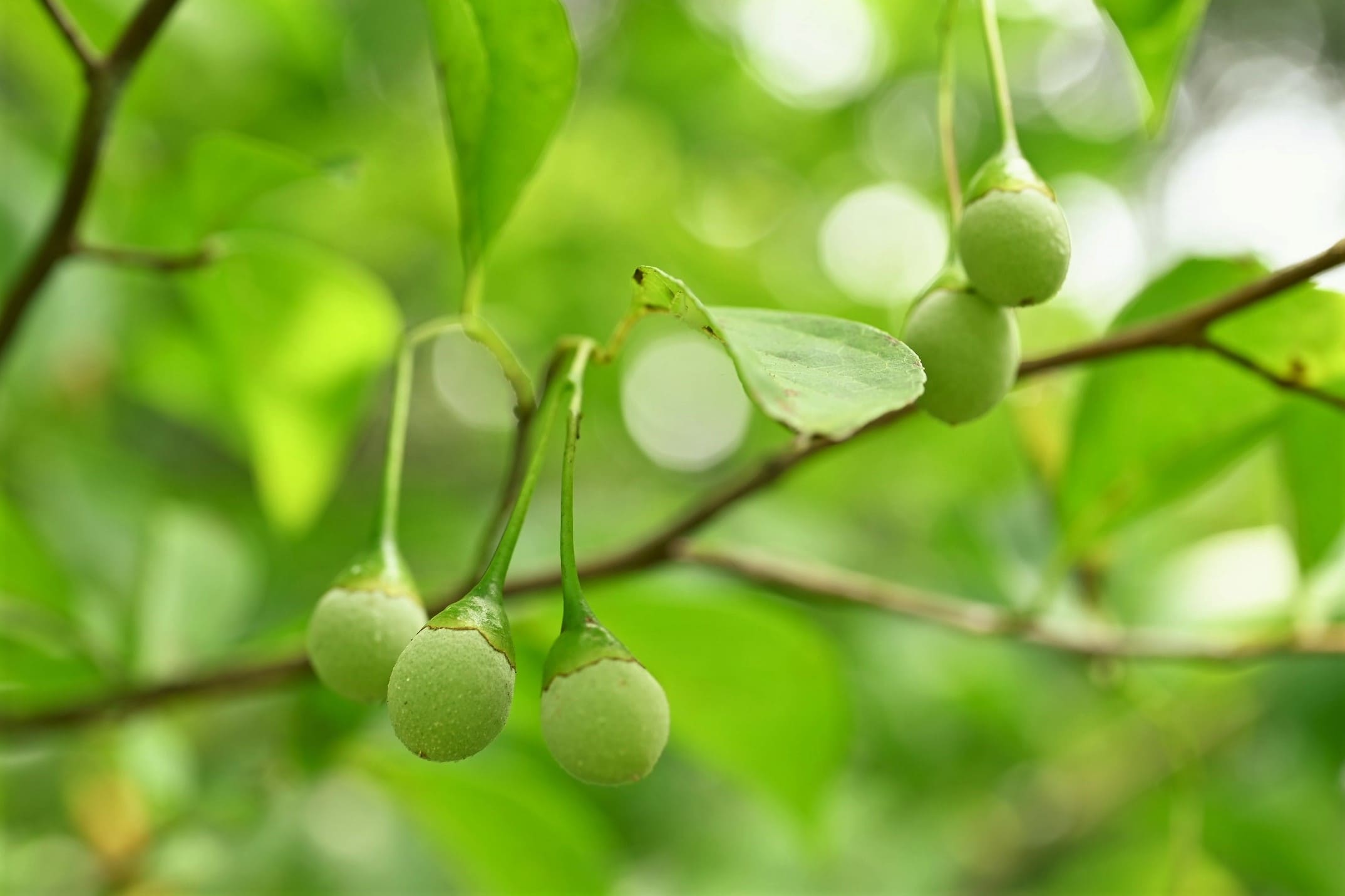 エゴノキ 庭木図鑑 植木ペディア エゴノキ 庭木図鑑 植木ペディア