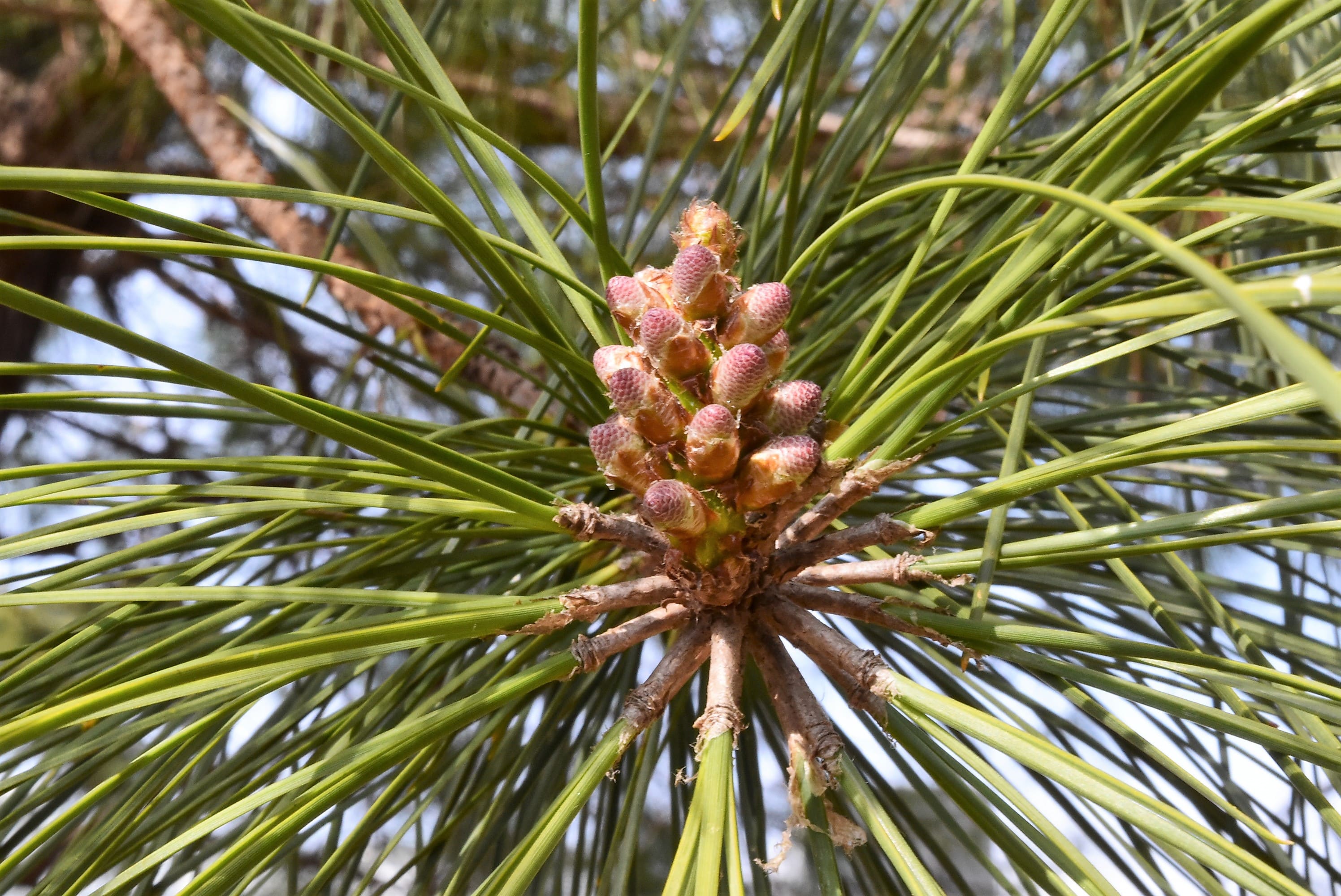 テーダマツ 花
