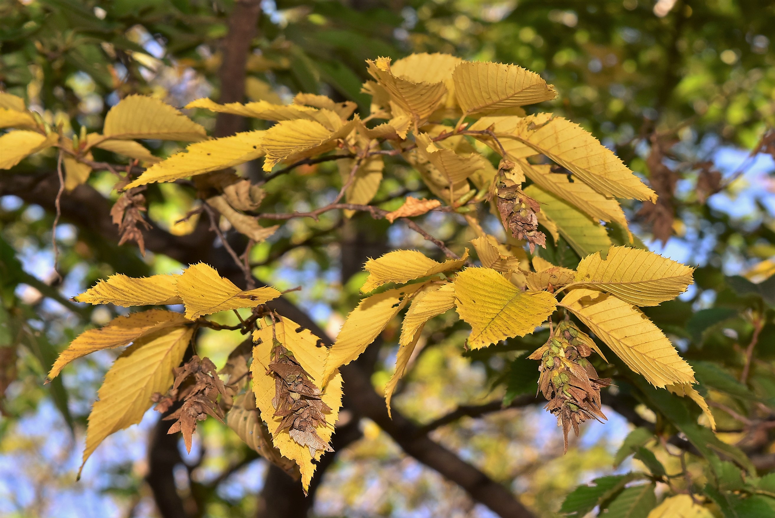 イヌシデ 紅葉