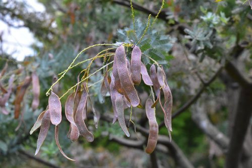 ギンヨウアカシア - 庭木図鑑 植木ペディア ギンヨウアカシア - 庭木図鑑 植木ペディア