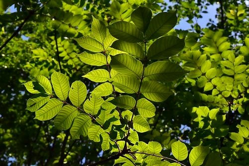 ウルシの葉っぱ,うるし,画像,漆の木