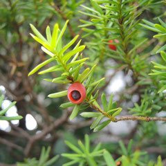 イチイ（一位） - 庭木図鑑 植木ペディア
