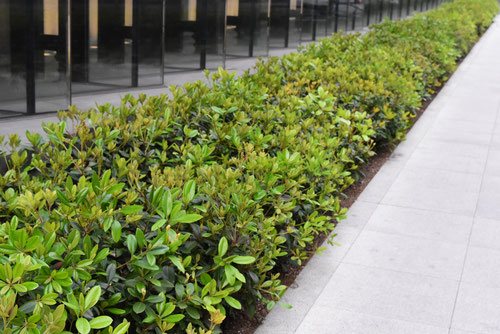 オフィス街の植え込み,しゃりんばい,シャリンバイ