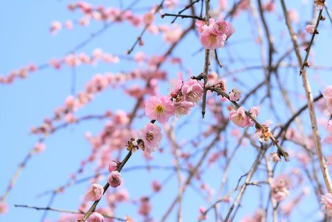 ウメ（梅）の品種一覧｜花言葉・育て方・名前の由来も解説 - 庭木図鑑
