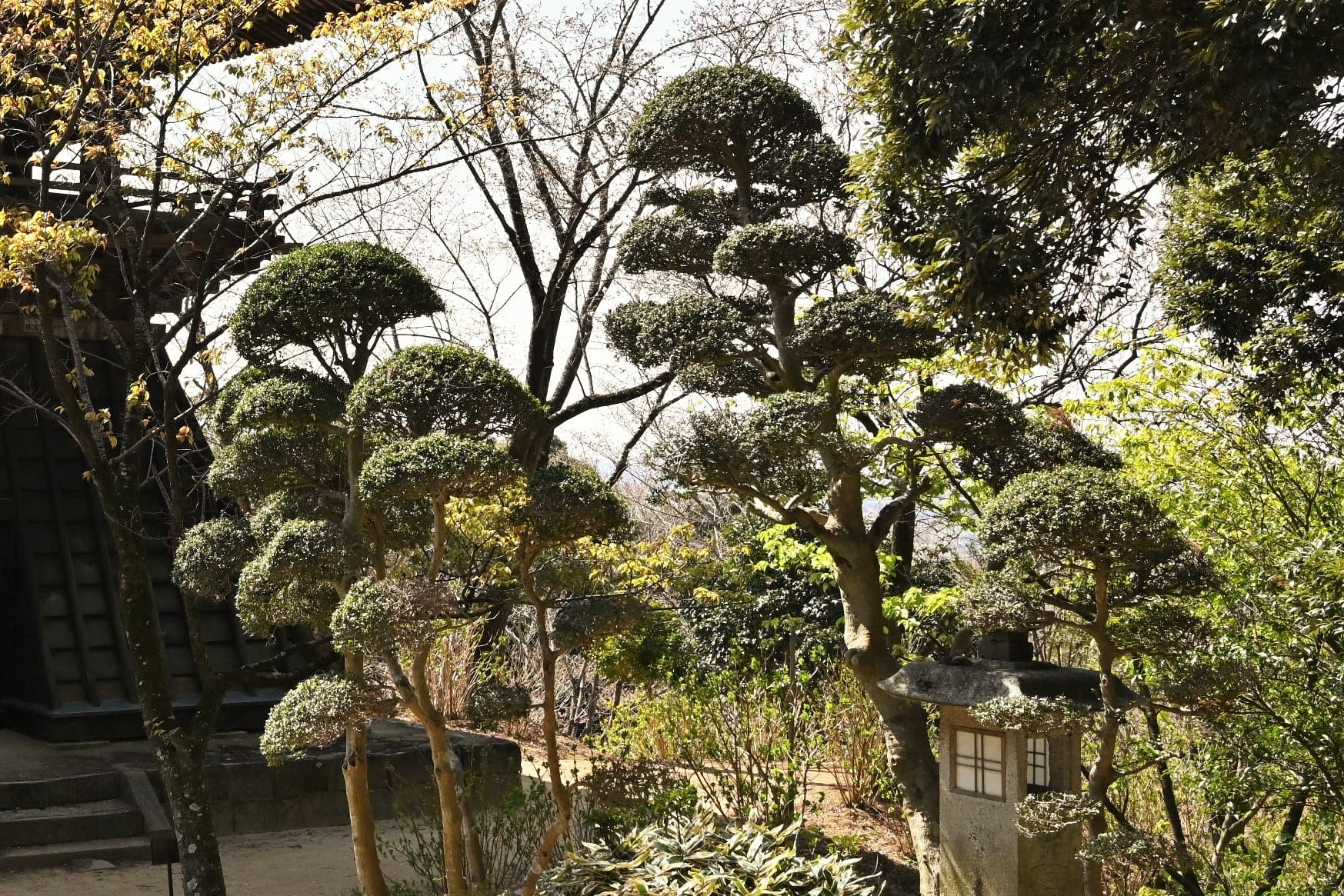 イヌツゲ 犬柘植 庭木図鑑 植木ペディア イヌツゲ 犬柘植 庭木図鑑 植木ペディア