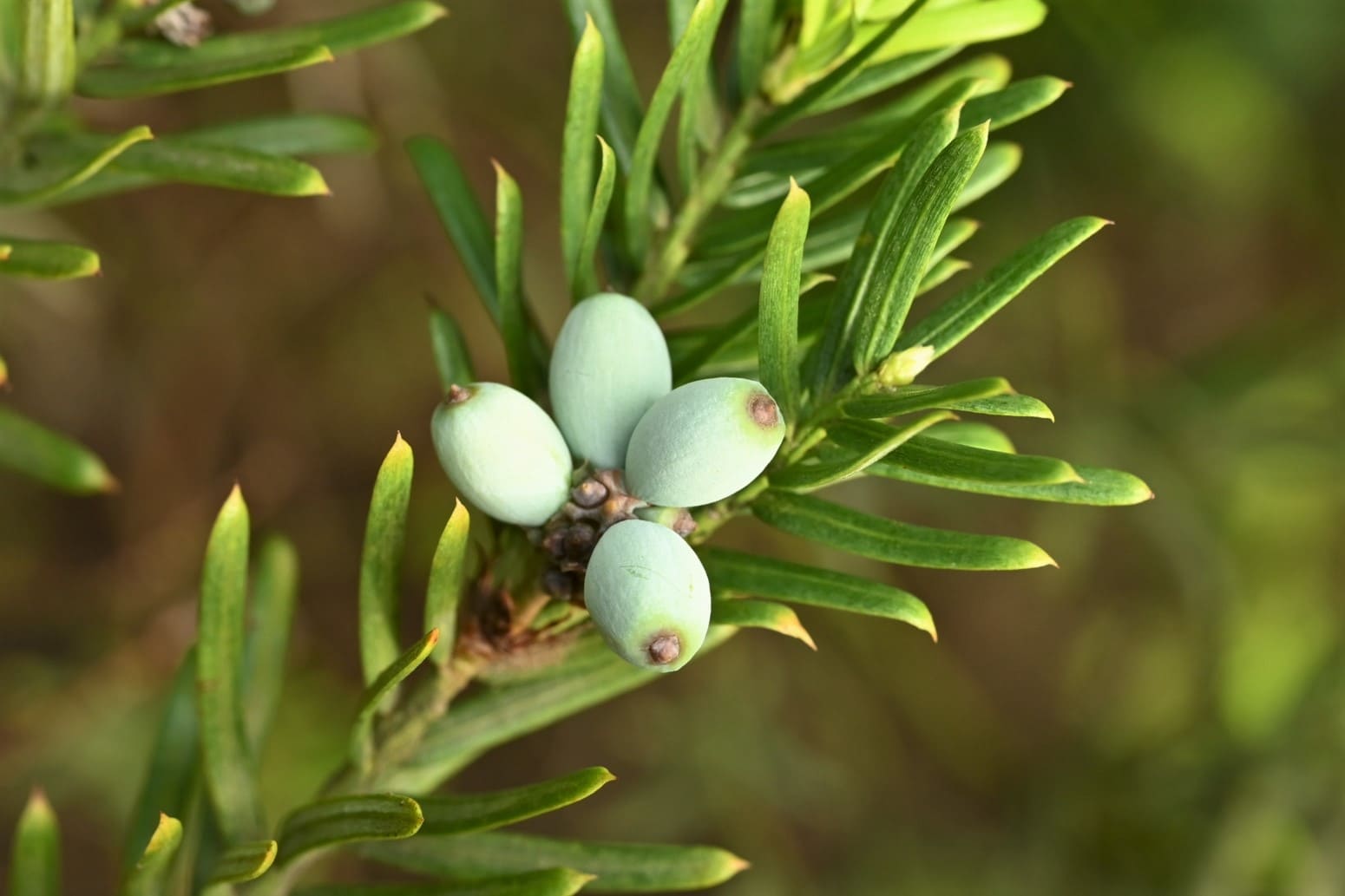 Japanese plum yew,fruits