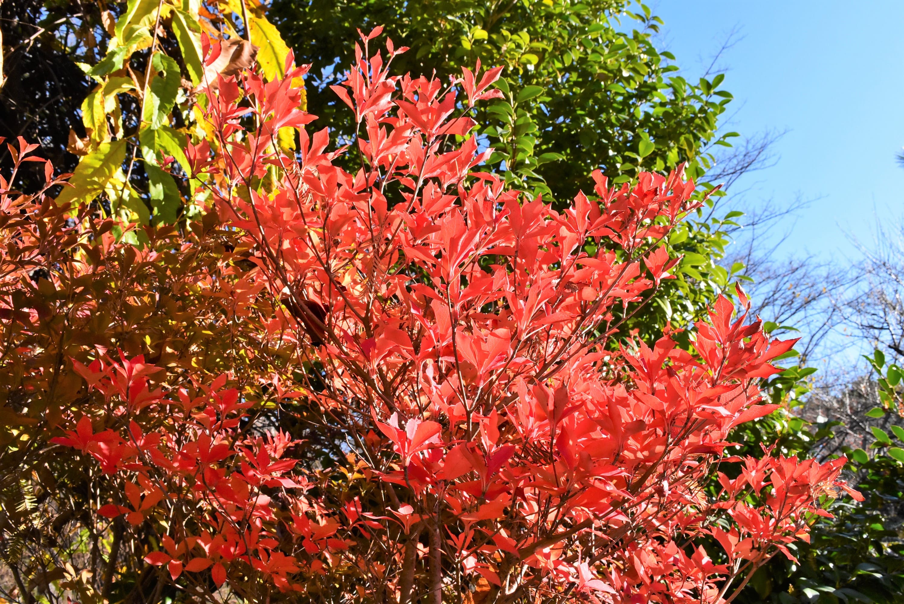 紅葉がきれいな木