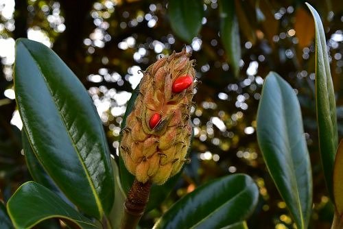 タイサンボク,たいさんぼく,実,種子