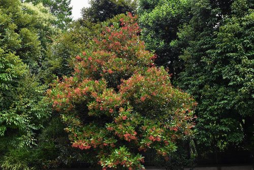 お得な情報満載 サンゴジュ（珊瑚樹） - 庭木図鑑 植木ペディア コレクション