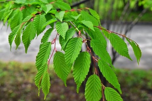 Japanese loose-flowered Hornbeam
