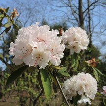 ピンクの花が咲く木　種類