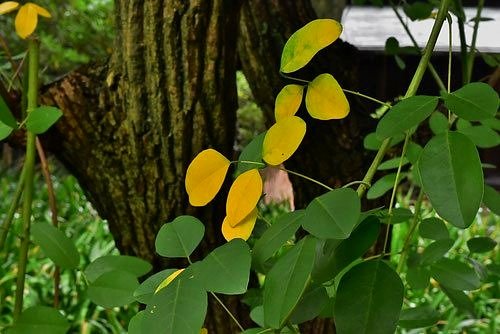 カイコウズ,黄葉,紅葉,アメリカデイゴ