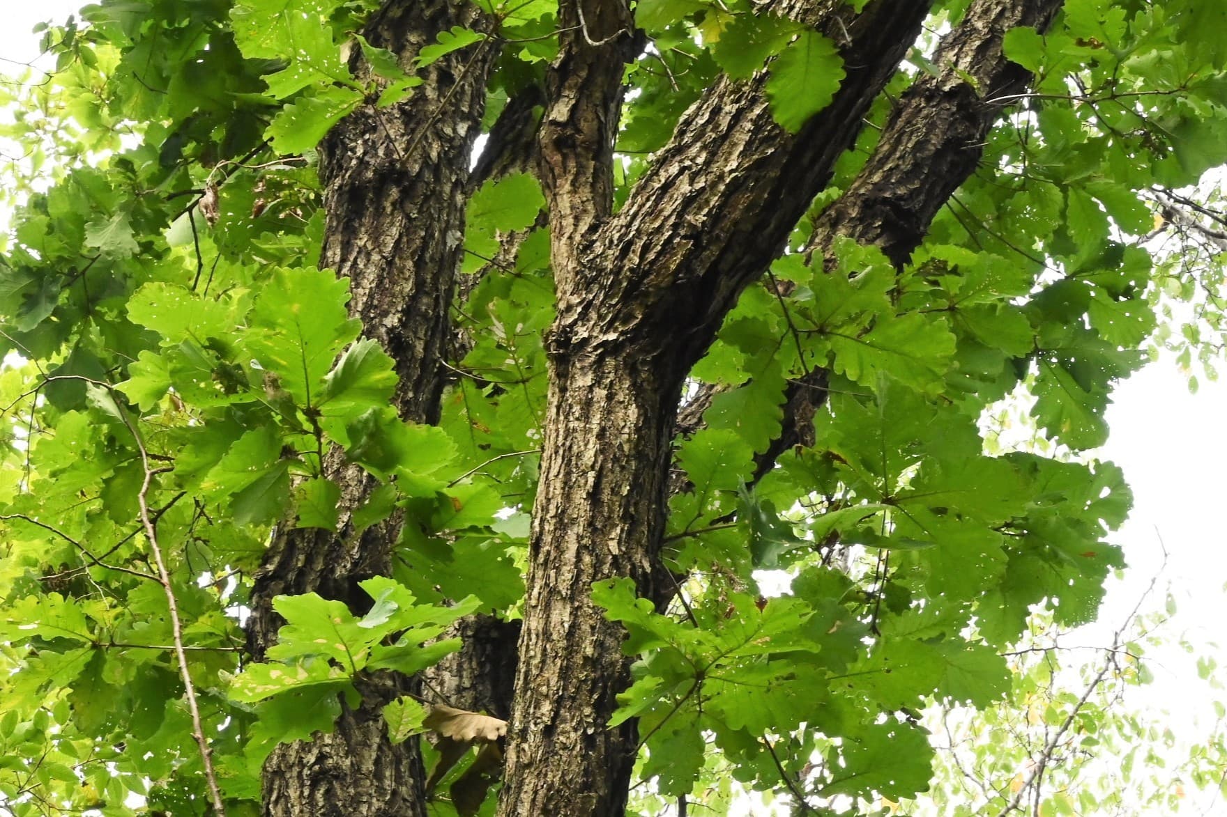 ミズナラ　水楢　天然木　切り株　丸太　輪切り　高さ約28㎝ ミズナラ 水楢 天然木 切り株 丸太 輪切り 高さ約28㎝ 切り株 丸太