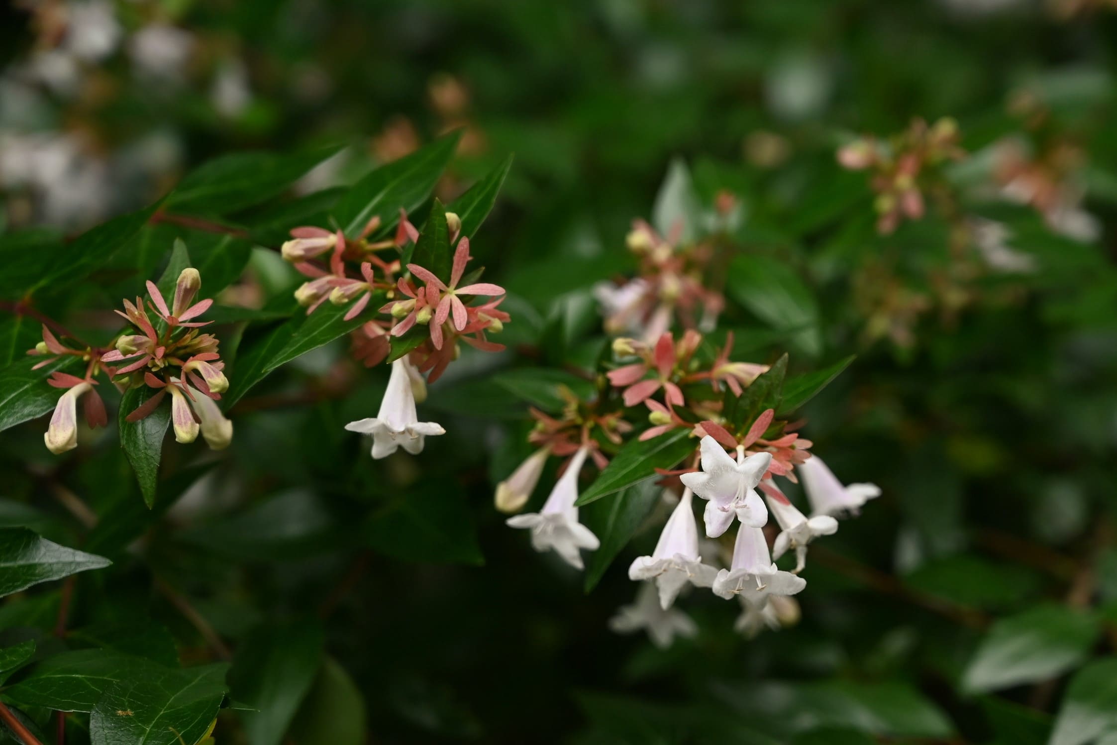アベリア 庭木図鑑 植木ペディア アベリア 庭木図鑑 植木ペディア
