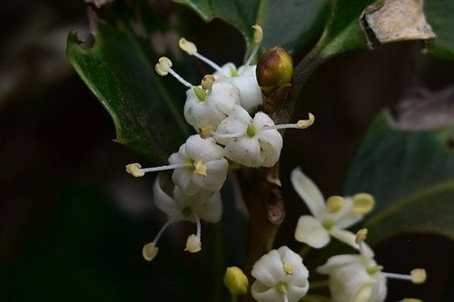 ヒイラギ,ひいらぎ,画像,柊の花