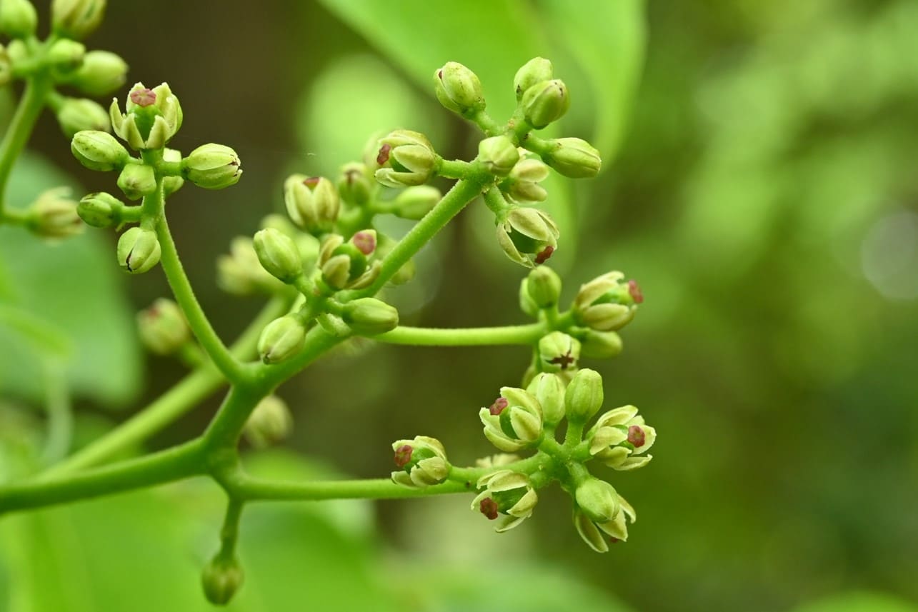 キハダの花 画像