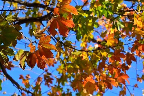 鬼モミジ 紅葉