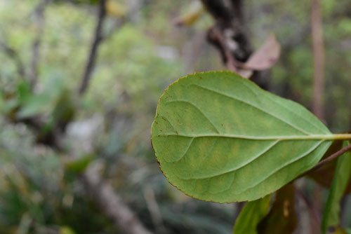 Gomojyu tree