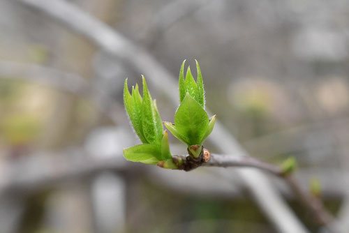ロウバイ（蝋梅） - 庭木図鑑 植木ペディア